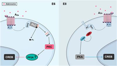 Chemical signaling in the developing avian retina: Focus on cyclic AMP and AKT-dependent pathways